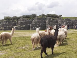 Sacsayhuaman | City tour in Cusco
