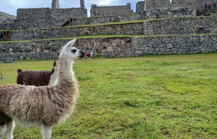Panoramic view of Machu Picchu during a guided Machu Picchu Experience in Peru.
