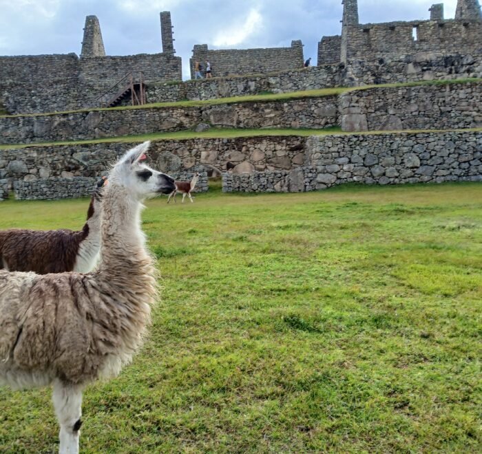 Panoramic view of Machu Picchu during a guided Machu Picchu Experience in Peru.