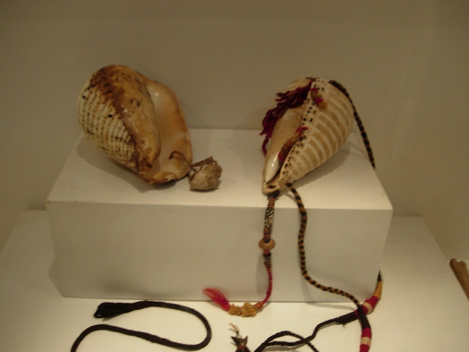 Inka conch shell (pututo) displayed inside the Inka Museum in Cusco, Peru.