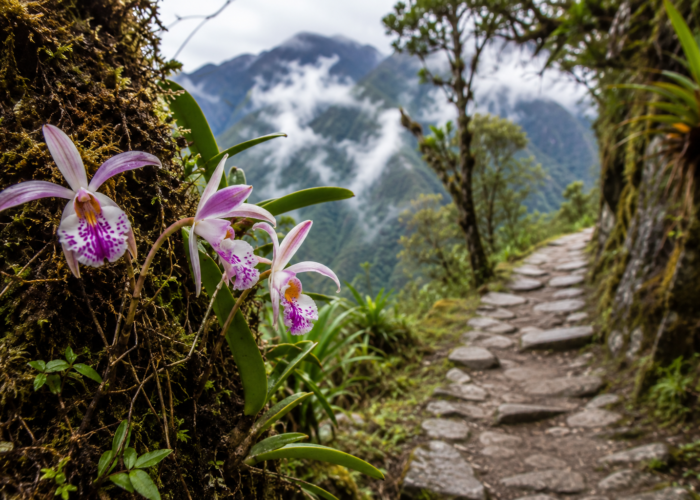Original Inca stone trail surrounded by vegetation and mountains.